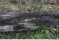 old wood bark 0002
